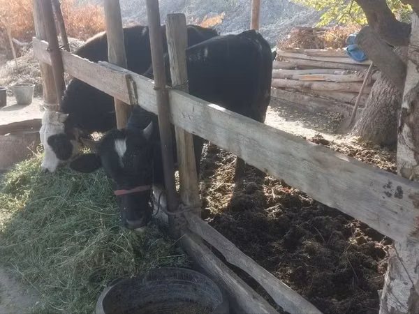 公牛, Cattle