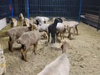 Schaf, Katum sheep — Foto 2