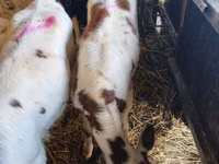 Cow, Cattle — photo 2