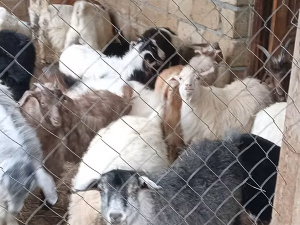 Kozy (partia, płeć nieokreślona), Kozy — Azerbejdżan