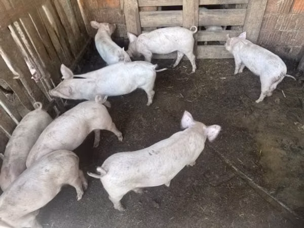 Świnie (partia, płeć nieokreślona), 