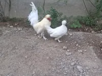 Japanisches Bantam — Foto 4