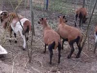 Beran, Cameroon sheep — foto 1