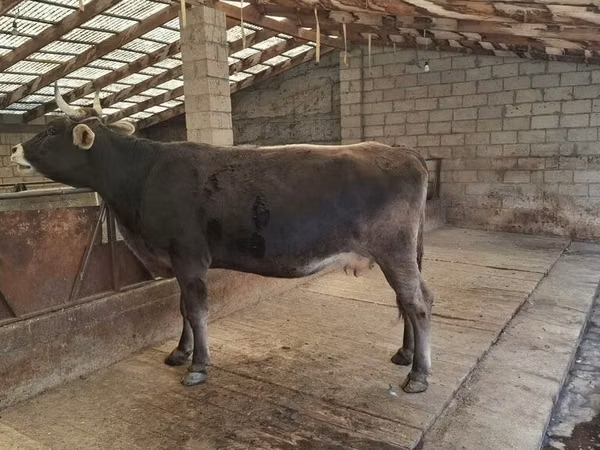 Vaca, Swiss cattle