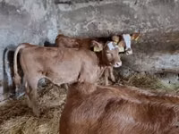 ثور, بقرة ليموزين — الصورة 1
