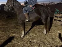 ცხენი, ცხენები — ფოტო 6