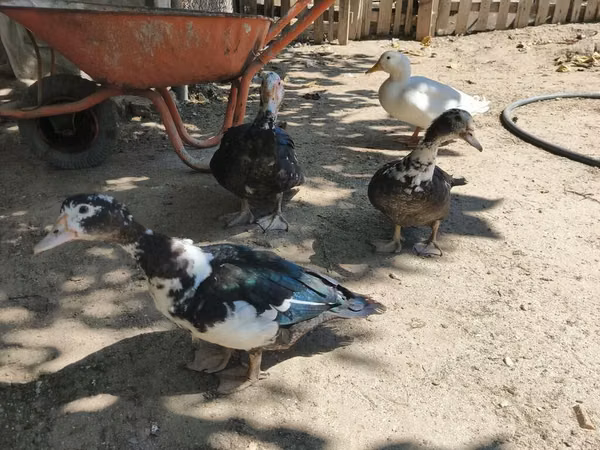 Ducks — Azerbaïdjan