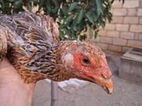 Guinea fowl — الصورة 3