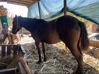 Jument, Chevaux — photo 1