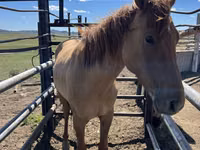 ცხენი, Kazakh horse — ფოტო 3