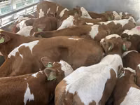 Buğa, Simmental cattle — foto 2