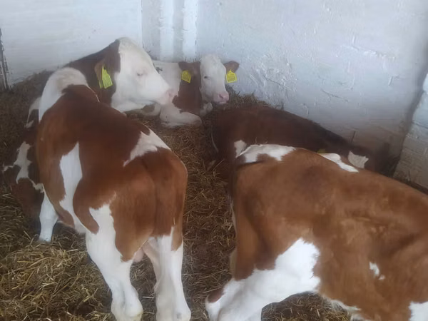 Bovins (lot, sexe non indiqué), Vache limousine