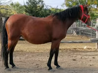 Toychoq, Hungarian horse breed — 3-rasm