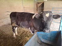 Bull, Cattle — photo 7