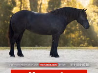 კვიცი, Percheron — ფოტო 1