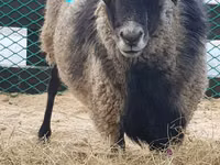 Brebis, Romanov sheep — photo 4