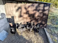 Australorp — zdjęcie 5