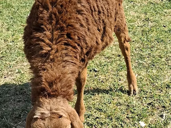 Moutons (lot, sexe non indiqué), Moutons