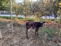 Vache, Russian Black pied cattle — photo 2