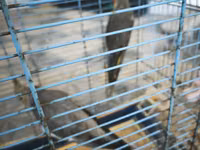 Nymph quşları (Cockatiel) – 2 ədəd, qəfəs və aksesuarlarla birlikdə — foto 3
