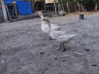 Geese — foto 1