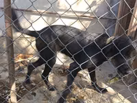 Labrador Retriever, Dişi cinsidir, 8-9 aylıqdı, baxmağa vaxt yoxdu — foto 4