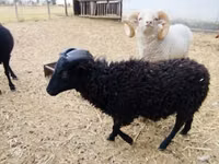 Beran, Ouessant sheep — foto 2