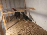 Chickens — foto 3