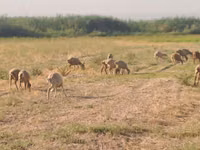Baran, Owce — zdjęcie 2