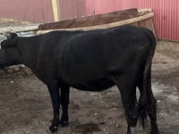 母牛, Latvian Blue cattle — 照片 2