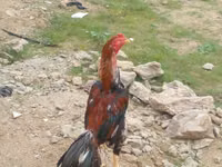 Chickens — 写真 3