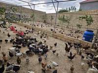 Chickens — Foto 3