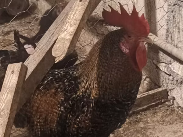Chickens