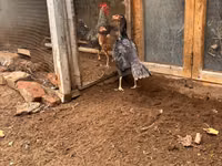 Chickens — ფოტო 1