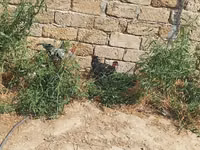 Chickens — الصورة 2