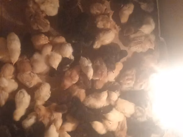 Chickens — Azerbaïdjan