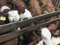 காளை, Simmental cattle — புகைப்படம் 6