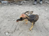 Chickens — 7-rasm