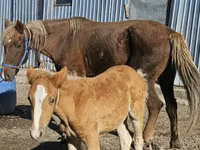 Klisna, Altai horse — foto 2