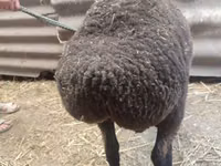 Koyun, Saryarka sheep — foto 3