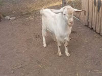 Boucs, Saanen goat — photo 1