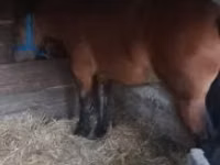 母马, Horses — 照片 2