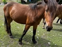 Бие, Međimurje horse — 6-сурет