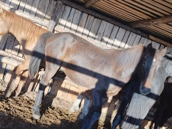 Horse (M), Horses