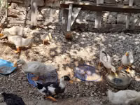 Ducks — Foto 4