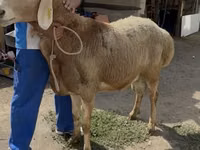 Qoyun, Baerchuke sheep — foto 2