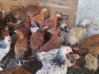 Chickens — फ़ोटो 2