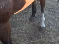 Бие, Arabian horse — 6-сурет