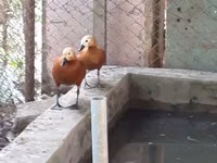 Ducks — Foto 7