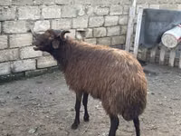 मेढ़ा, Red Karaman sheep — फ़ोटो 4